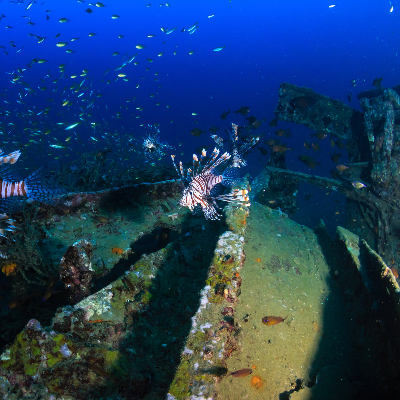 BOONSUNG WRECK - Diving Trip (from Khao Lak)