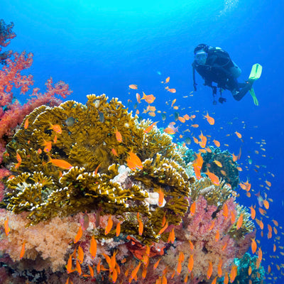 LIVEABOARD - 5 days/ 4 nights - M/V ANDAMAN QUEEN - Similan, Koh Bon, Tachai, Koh Surin, Richelieu Rock (max 14 dives)