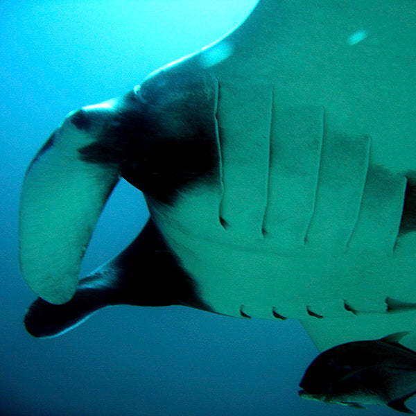 LIVEABOARD - 11 days/ 10 nights - M/V BAVARIA - Koh Haa, Hin Daeng, Hin Muang, Phi Phi, Similan, Koh Bon, Koh Tachai, Koh Surin, Richelieu Rock (max 35 dives)