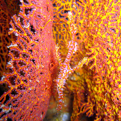 LIVEABOARD - 11 days/ 10 nights - M/V BAVARIA - Koh Haa, Hin Daeng, Hin Muang, Phi Phi, Similan, Koh Bon, Koh Tachai, Koh Surin, Richelieu Rock (max 35 dives)